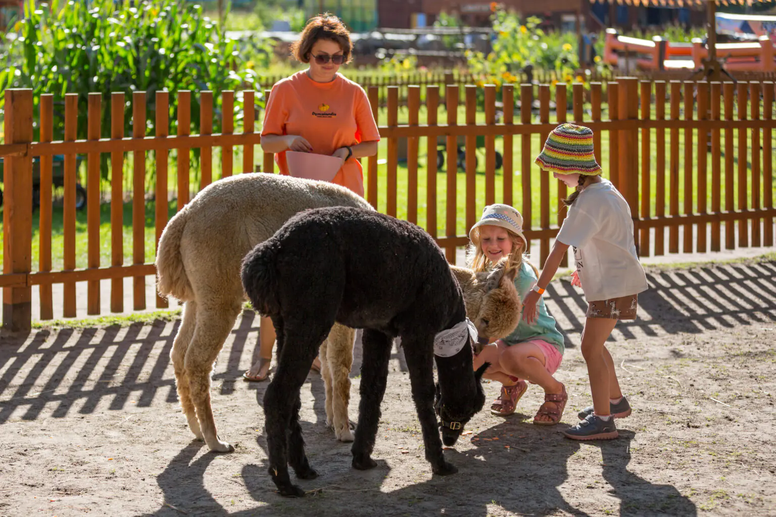 Children crouching to feed alpacas near wooden fence, smiling faces and gentle interaction in sunlight.