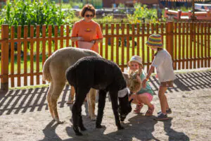 Children gathered around alpacas inside fenced enclosure, shadows from fence creating striped ground patterns.